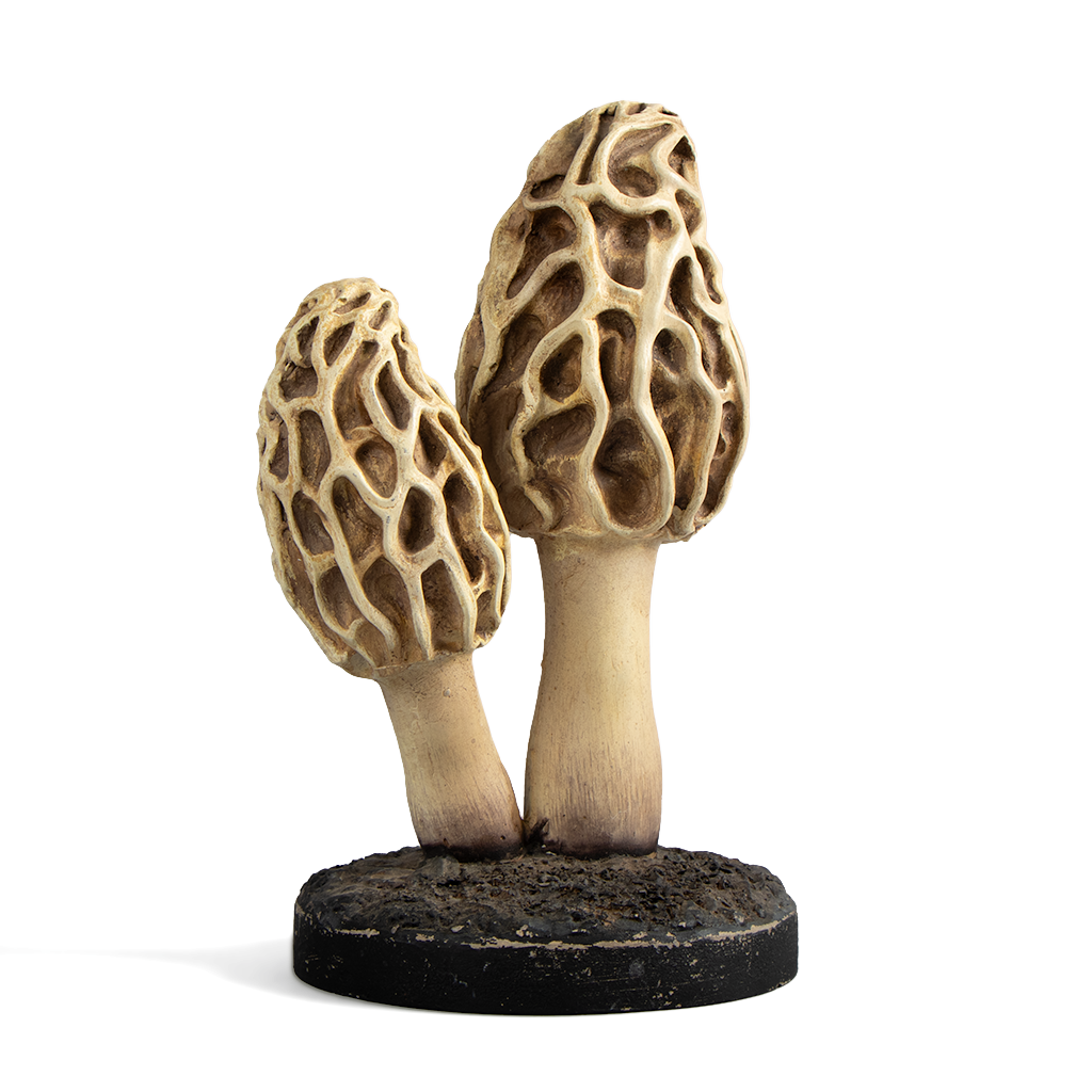 Objet de Curiosité - Artefact de morilles - 3