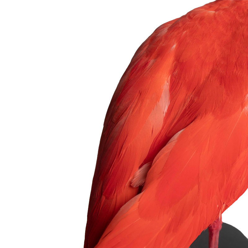 Rode Ibis