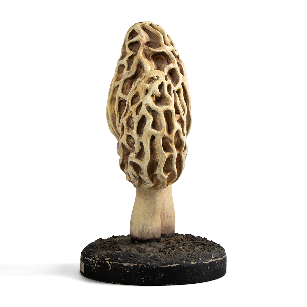 Objet de Curiosité - Artefact de morilles - 2