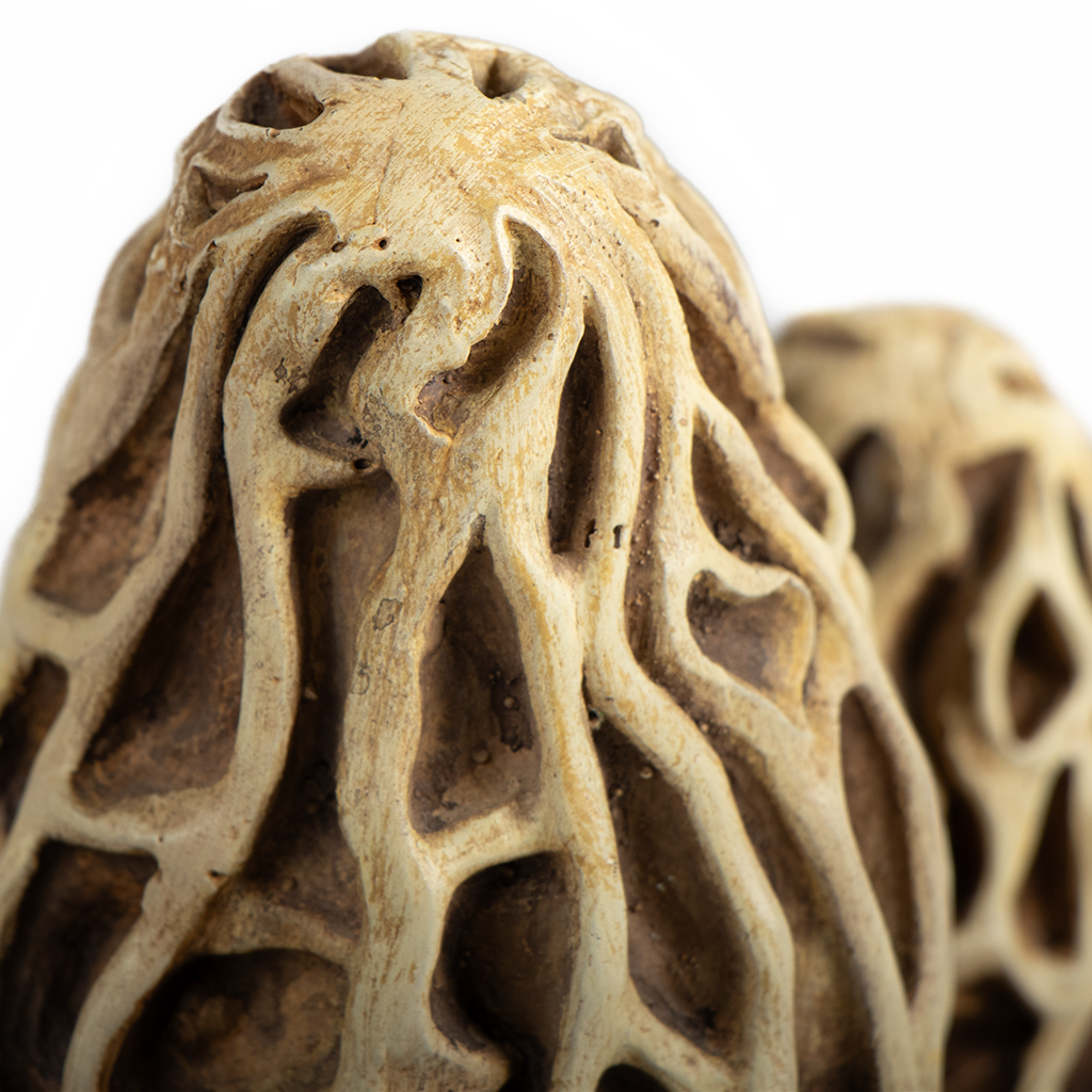 Objet de Curiosité - Artefact de morilles - 5.1