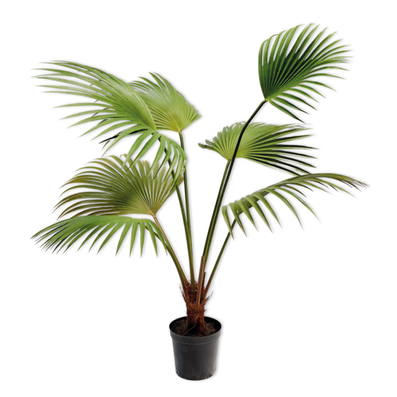 Silk-ka Flowers - Zijden plant - Palm - Groen