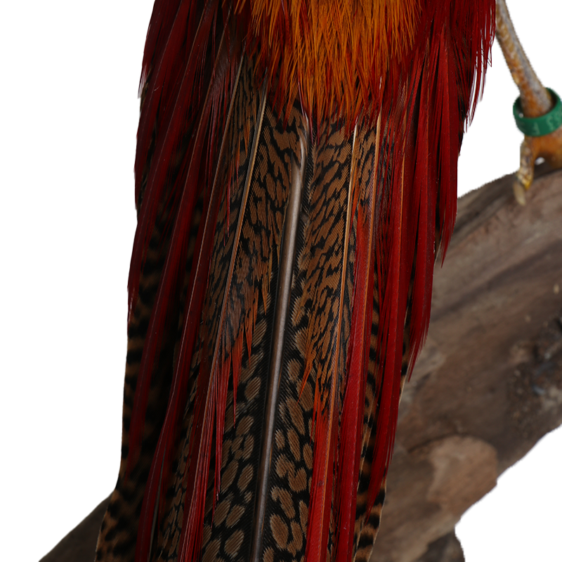 Goud fazant_taxidermie_op hout met voet_rood_oranje