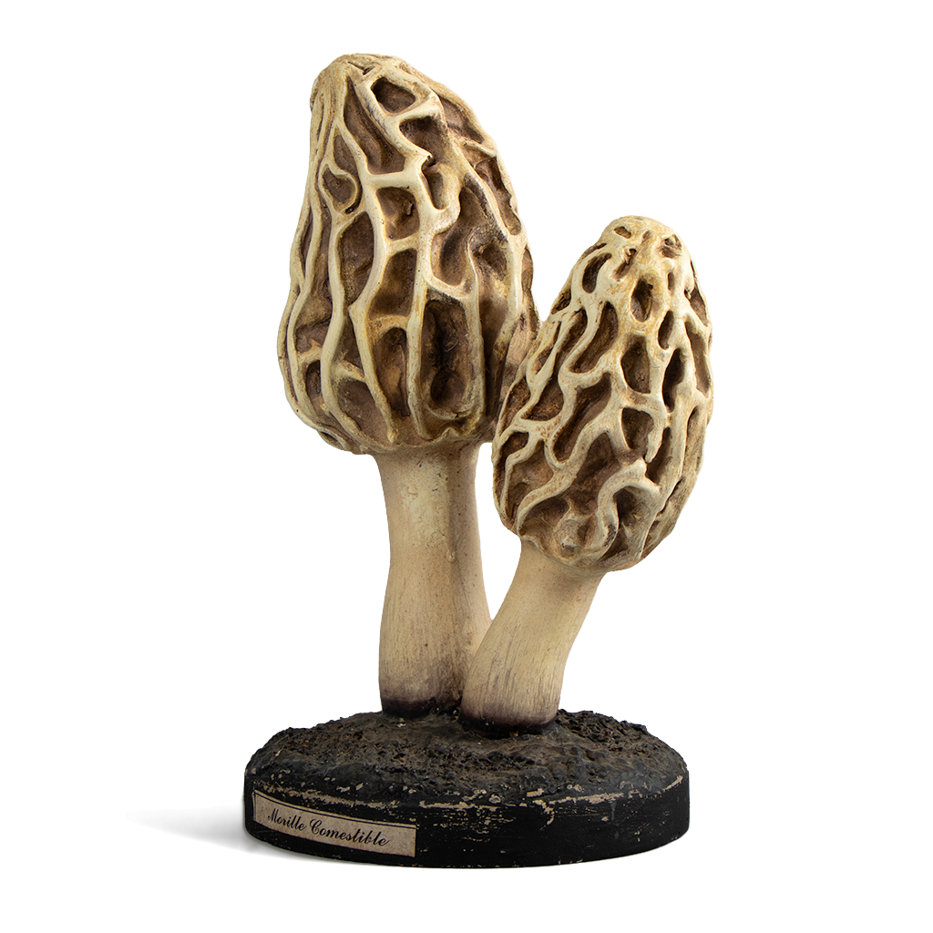 Objet de Curiosité - Artefact de morilles - 4