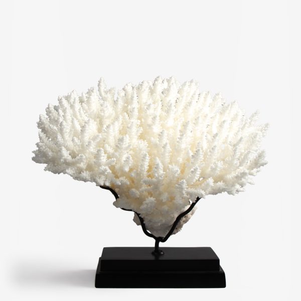 odc acropora latistella koraal 6530 1