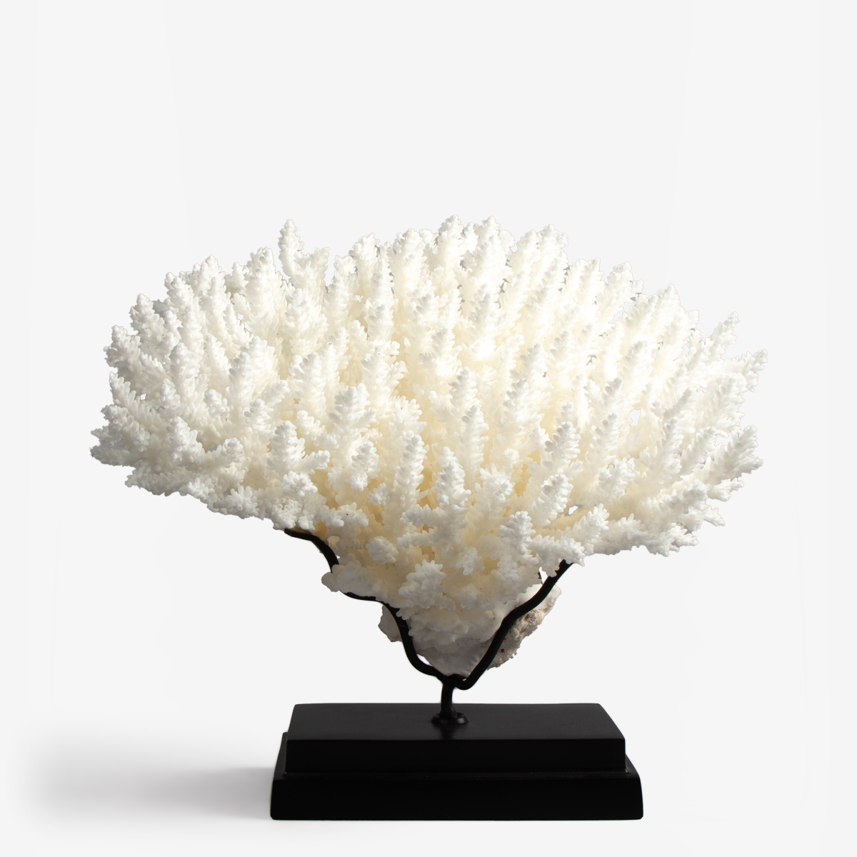 odc acropora latistella koraal 6530 1