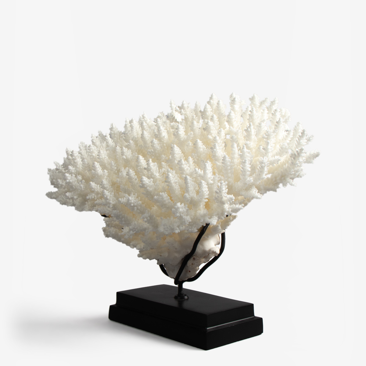 odc acropora latistella koraal 6530 2