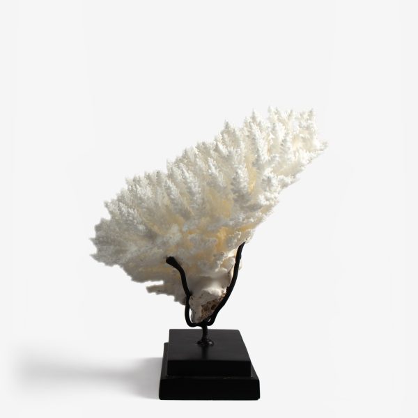 odc acropora latistella koraal 6530 3