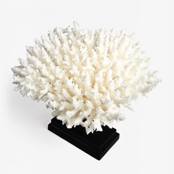 odc acropora latistella koraal 6530 4
