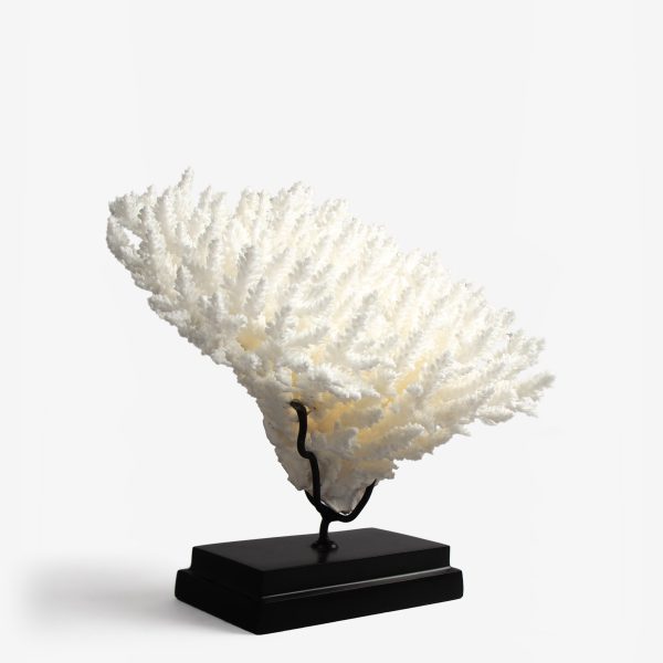 odc acropora latistella koraal 6530 5