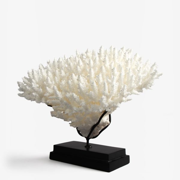 odc acropora latistella koraal 6530 6