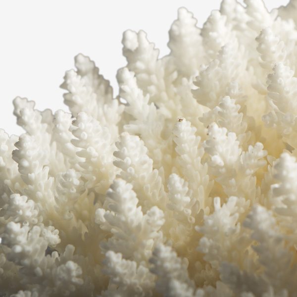 odc acropora latistella koraal 6530 7