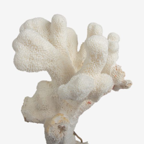 odc acropora palifera koraal 6653 6