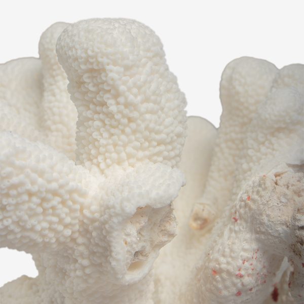 odc acropora palifera koraal 6653 7