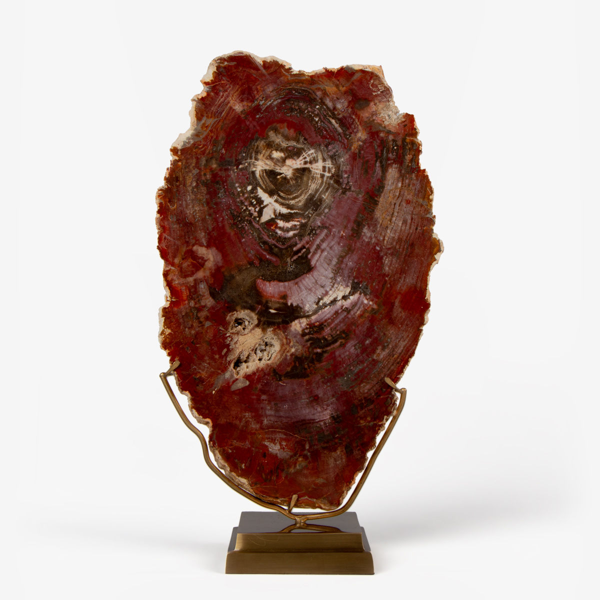 odc fossil wood op messing voet 6561 1