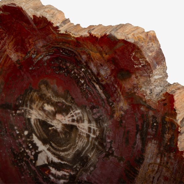 odc fossil wood op messing voet 6561 6