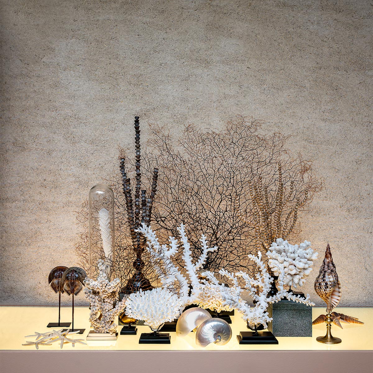 acropora latistella op metalen voet