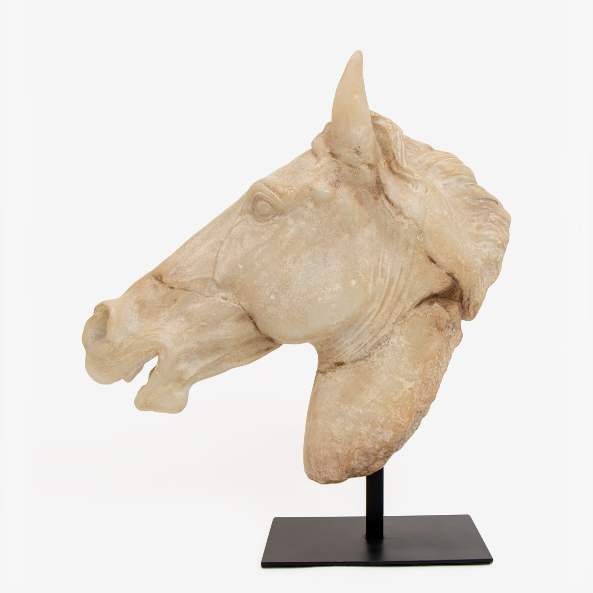 paardenhoofd selene op standaard