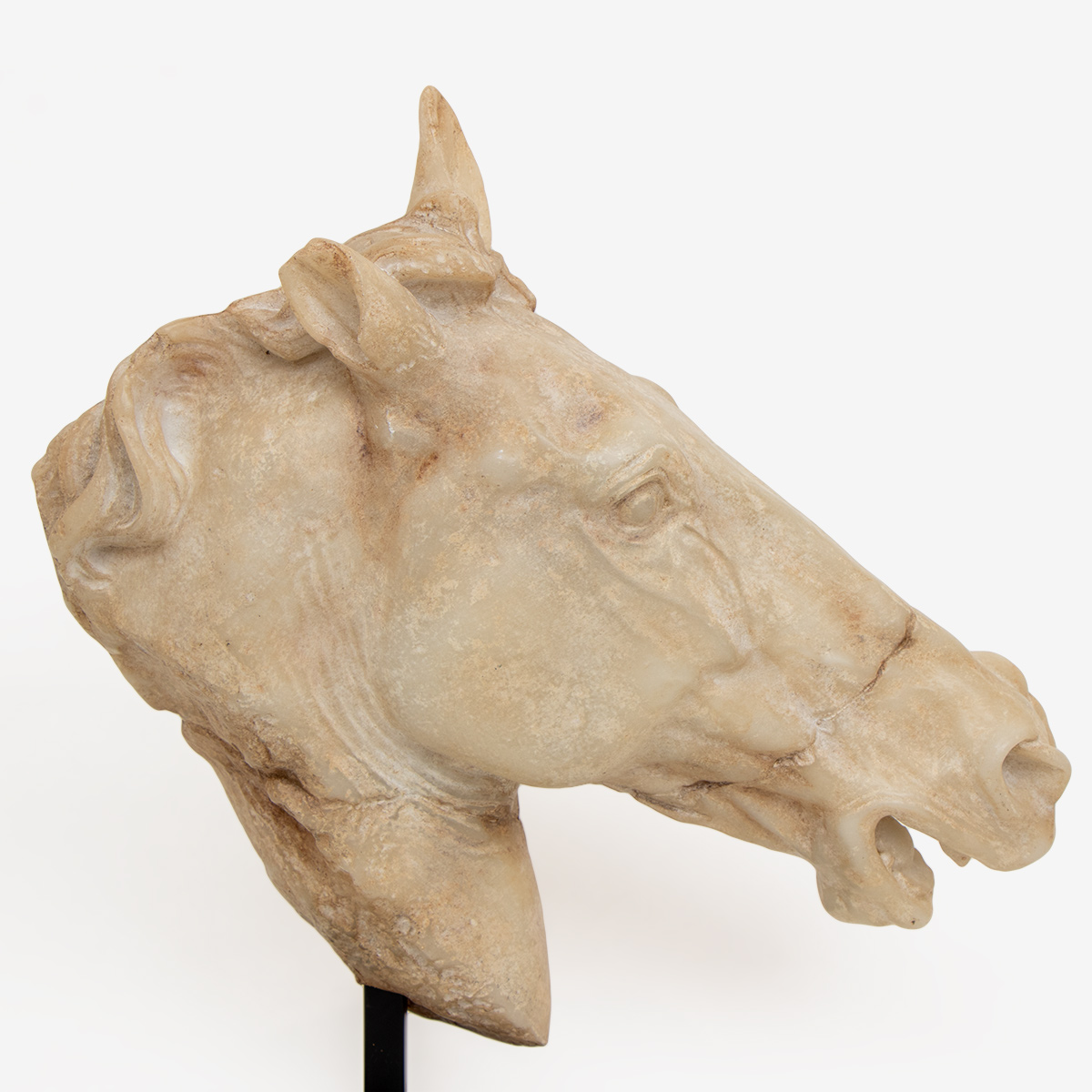 paardenhoofd selene op standaard