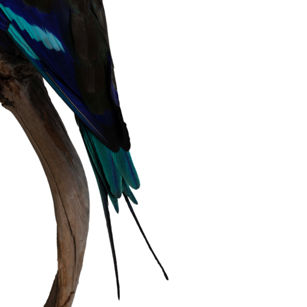 blauwbuikscharrelaar 3