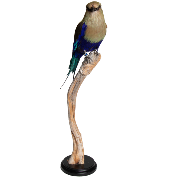 blauwbuikscharrelaar 4