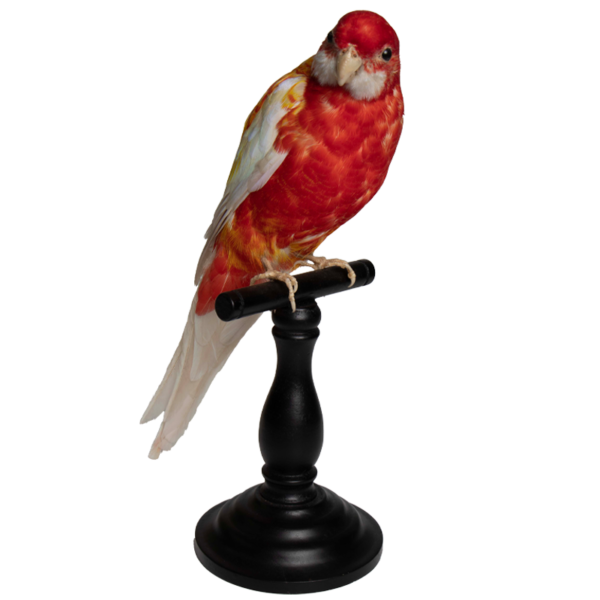 vogeltje 3