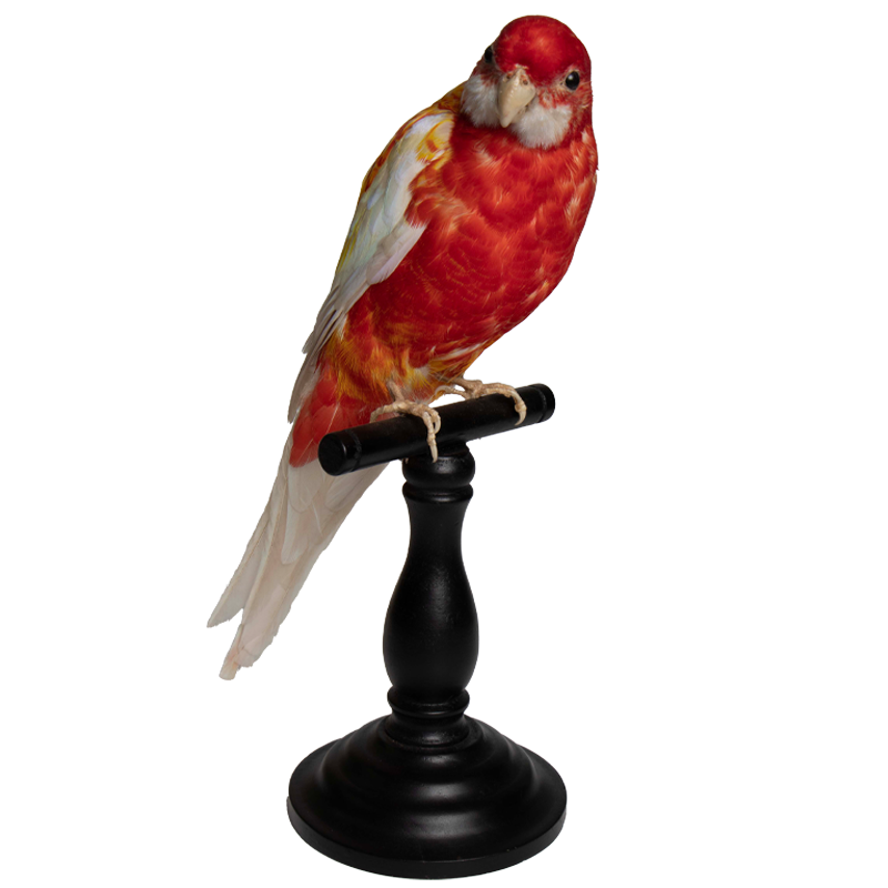 vogeltje 3