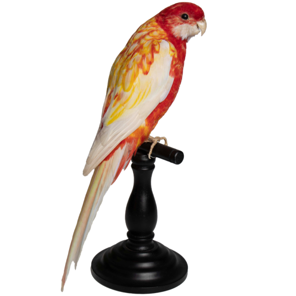 vogeltje 4