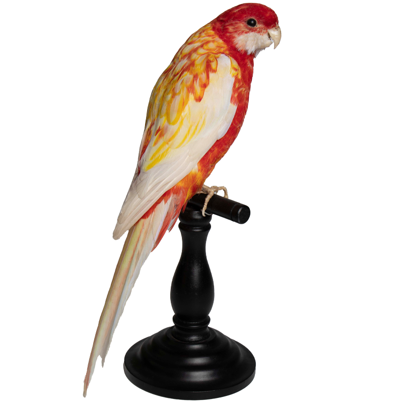 vogeltje 4