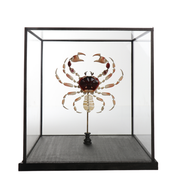 la thanatotheque gecarcinus lateralis unieke woonaccessoires opgezetten dieren taxidermie 1