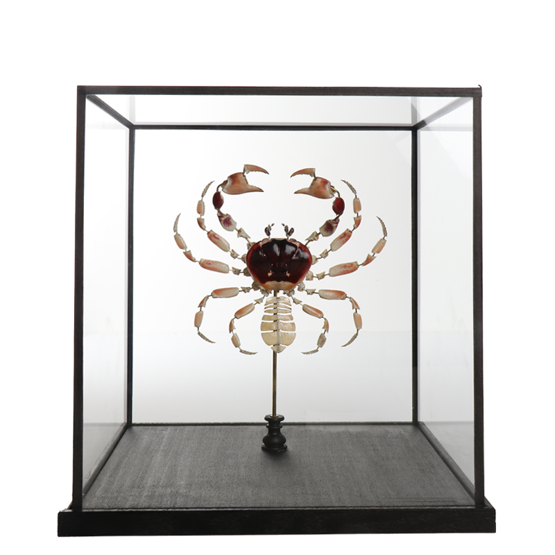 la thanatotheque gecarcinus lateralis unieke woonaccessoires opgezetten dieren taxidermie 1