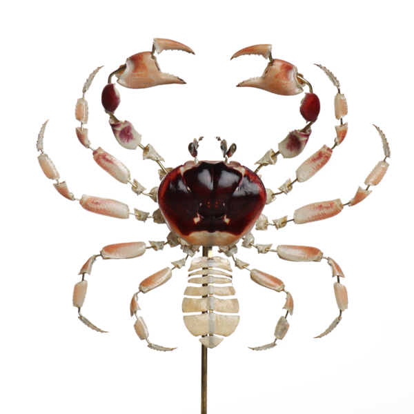 la thanatotheque gecarcinus lateralis unieke woonaccessoires opgezetten dieren taxidermie 2