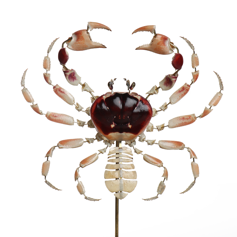 la thanatotheque gecarcinus lateralis unieke woonaccessoires opgezetten dieren taxidermie 2