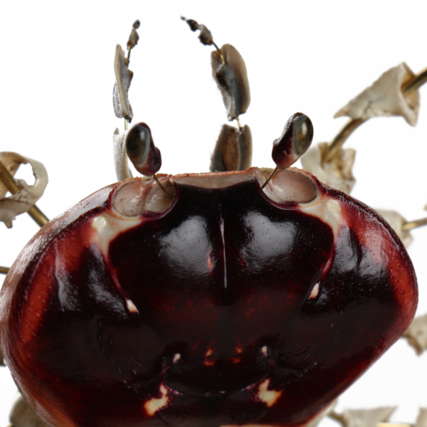 la thanatotheque gecarcinus lateralis unieke woonaccessoires opgezetten dieren taxidermie 3
