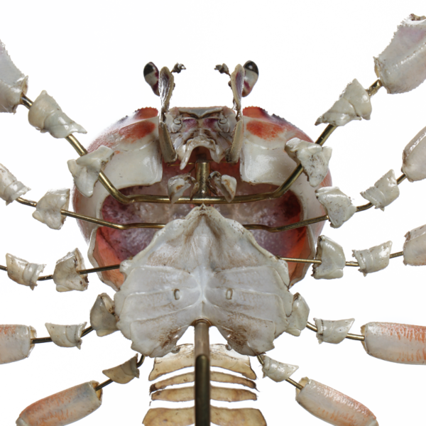 la thanatotheque gecarcinus lateralis unieke woonaccessoires opgezetten dieren taxidermie 4