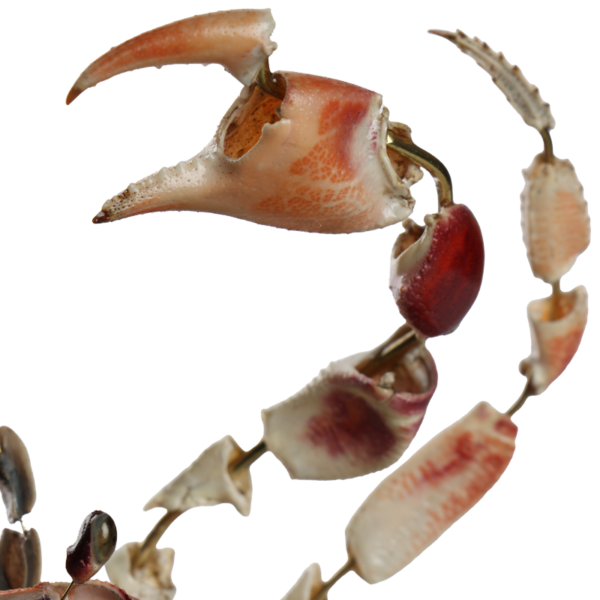 la thanatotheque gecarcinus lateralis unieke woonaccessoires opgezetten dieren taxidermie 5