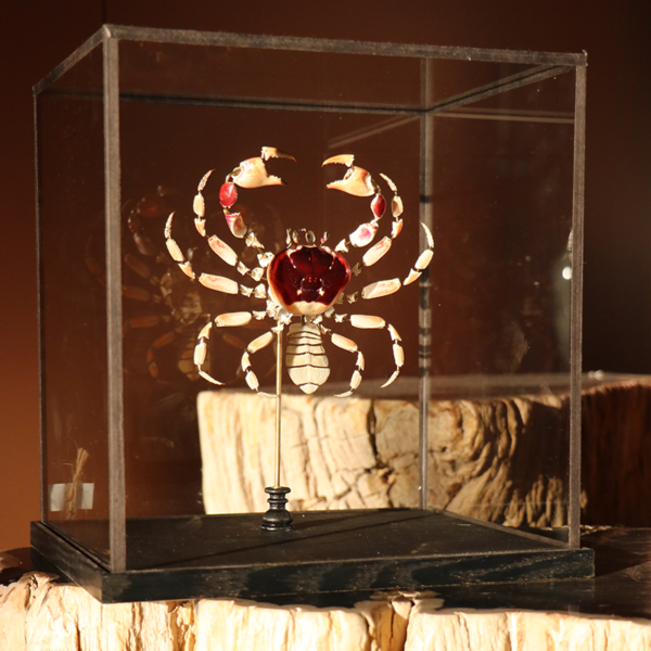la thanatotheque gecarcinus lateralis unieke woonaccessoires opgezetten dieren taxidermie 6
