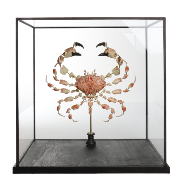 la thanatotheque lophozozymus pictor unieke woonaccessoires opgezetten dieren taxidermie 1