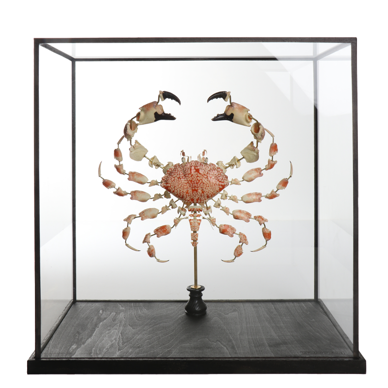 la thanatotheque lophozozymus pictor unieke woonaccessoires opgezetten dieren taxidermie 1
