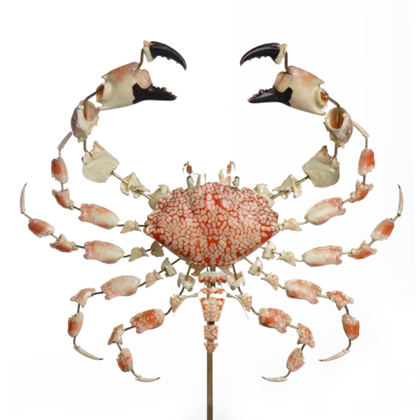 la thanatotheque lophozozymus pictor unieke woonaccessoires opgezetten dieren taxidermie 2
