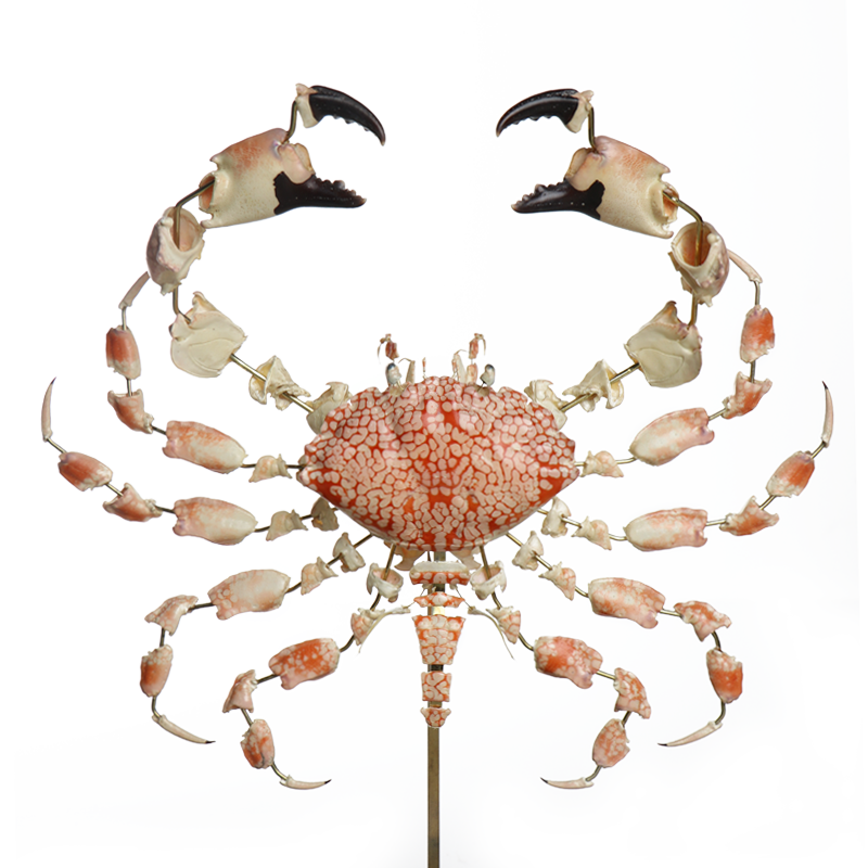 la thanatotheque lophozozymus pictor unieke woonaccessoires opgezetten dieren taxidermie 2