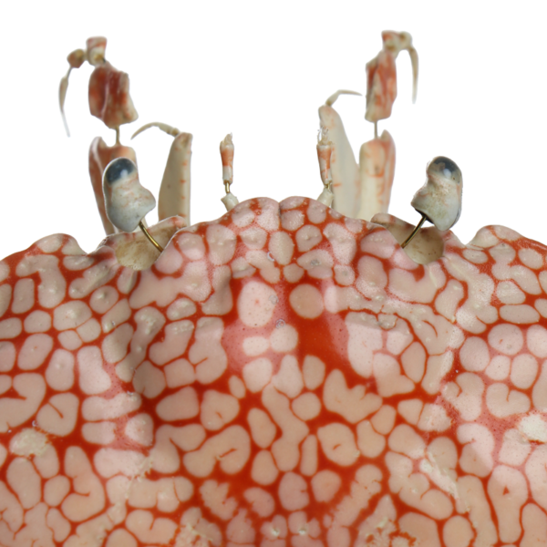 la thanatotheque lophozozymus pictor unieke woonaccessoires opgezetten dieren taxidermie 3