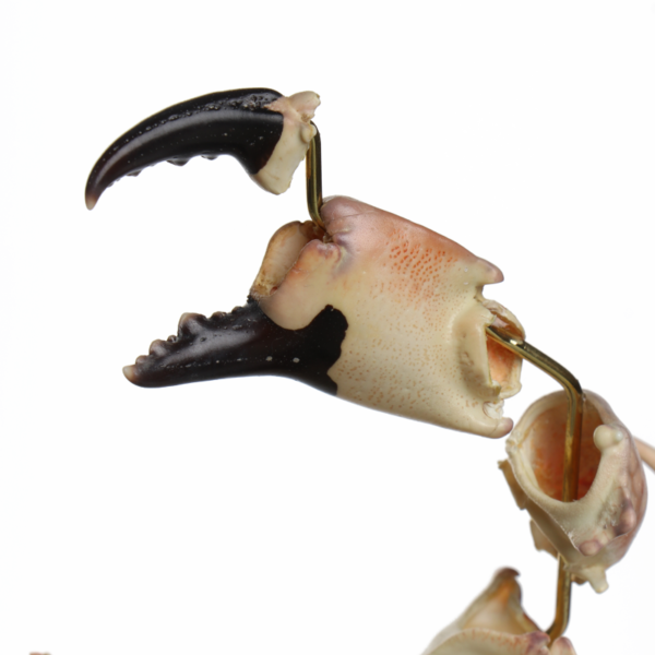 la thanatotheque lophozozymus pictor unieke woonaccessoires opgezetten dieren taxidermie 5