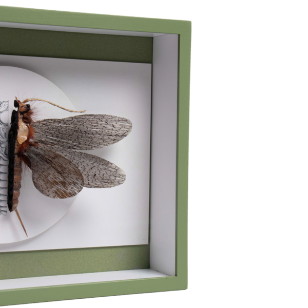 libelle 1