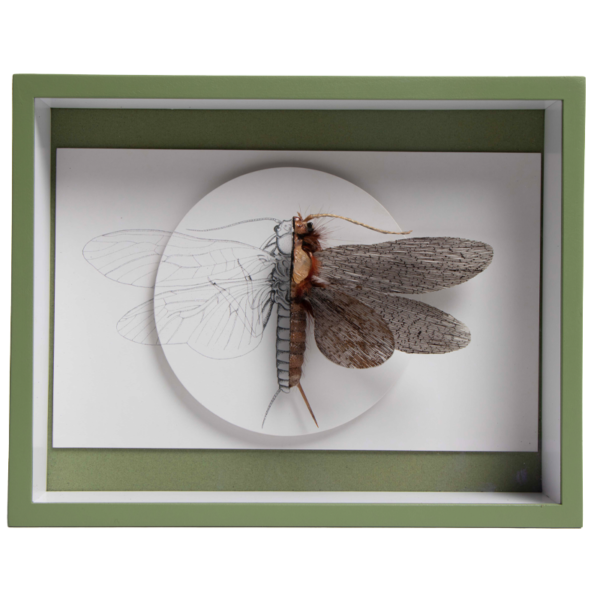 libelle 2