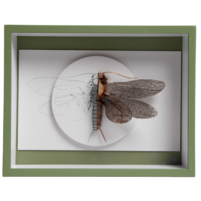 libelle 2