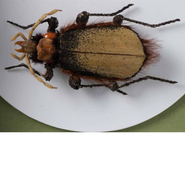 pincher 1