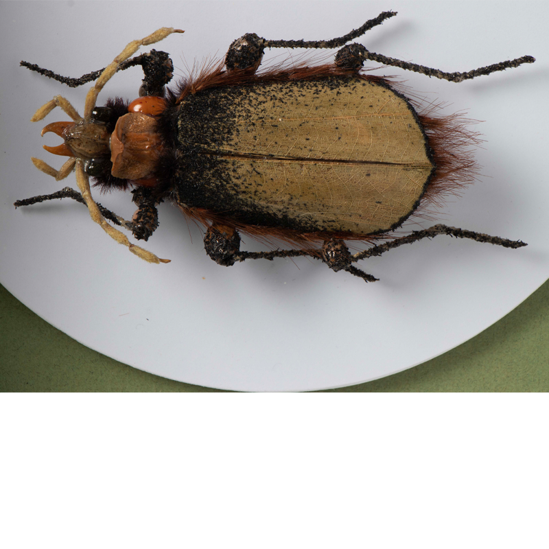 pincher 1