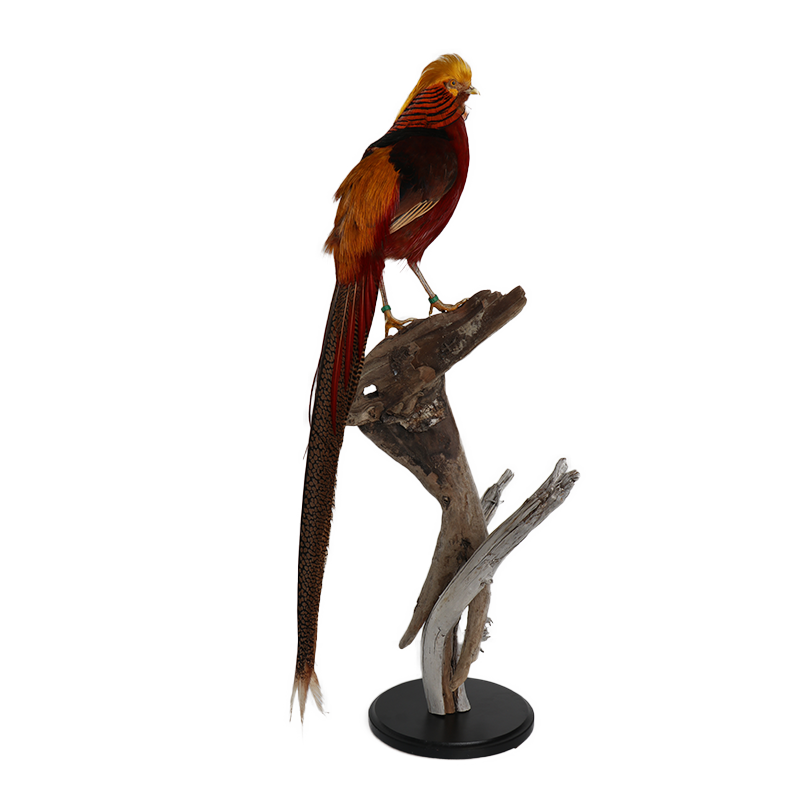 taxidermie opgezette dieren goud fazant 1