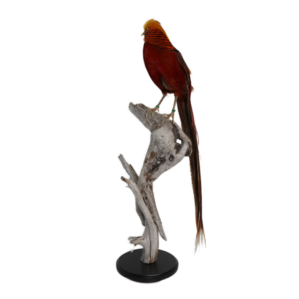 taxidermie opgezette dieren goud fazant 2