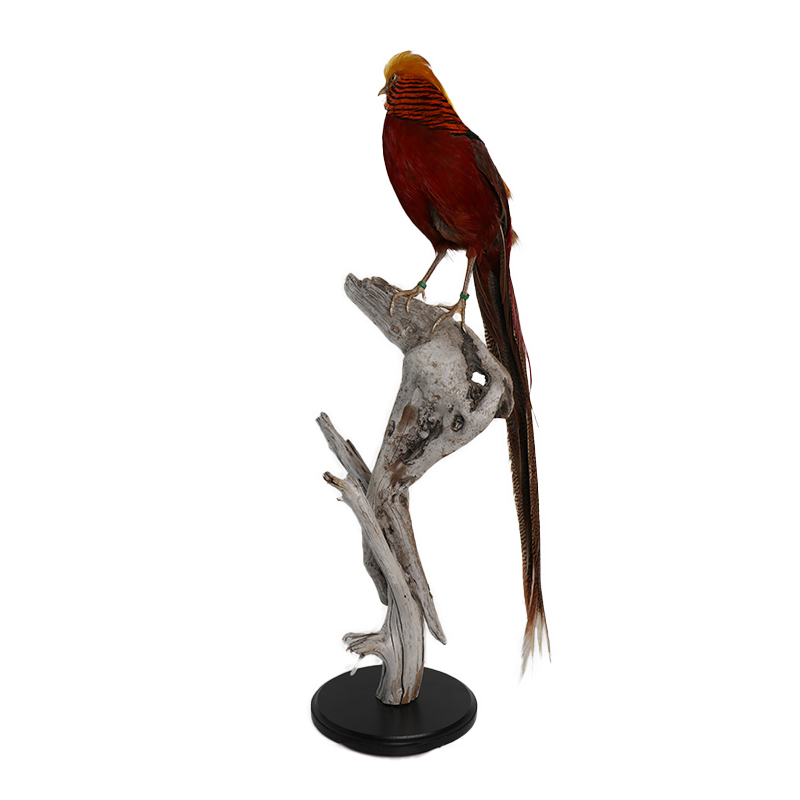 taxidermie opgezette dieren goud fazant 2